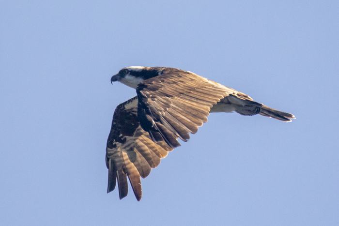 Balbuzard pêcheur