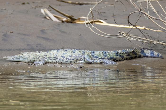 Crocodile à Tortuguero