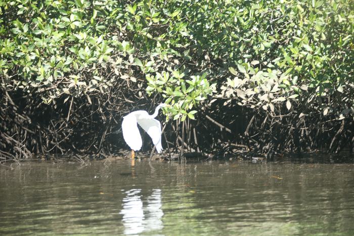 Aigrette à la pêche